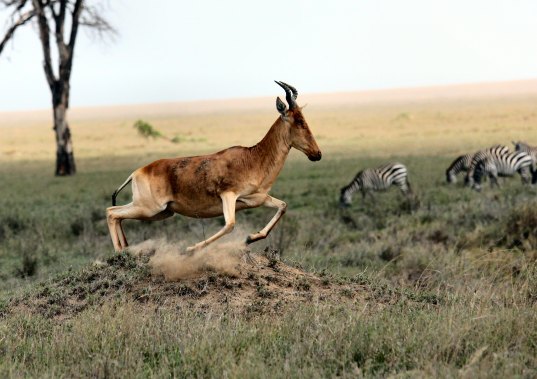 springbok