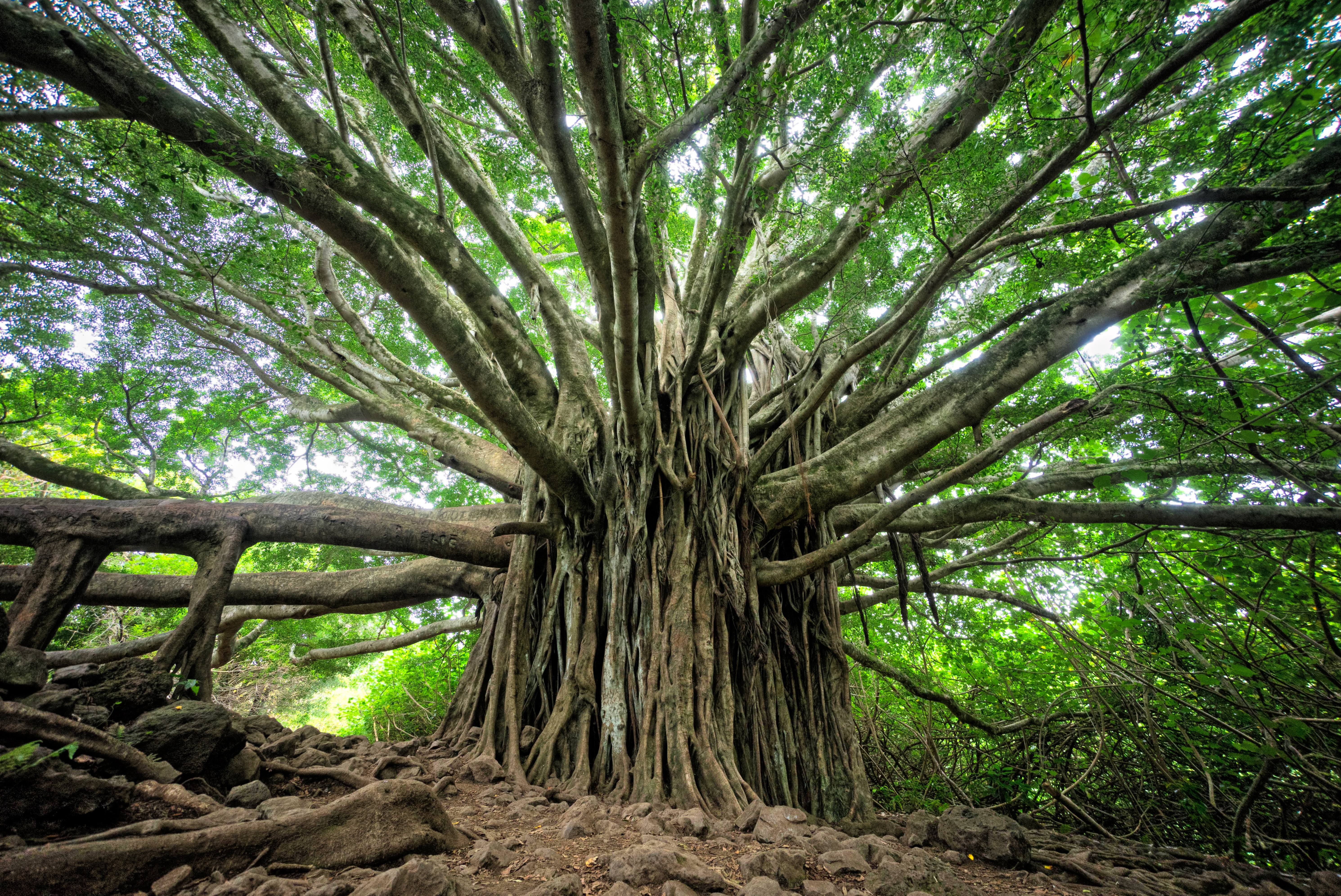 tree
